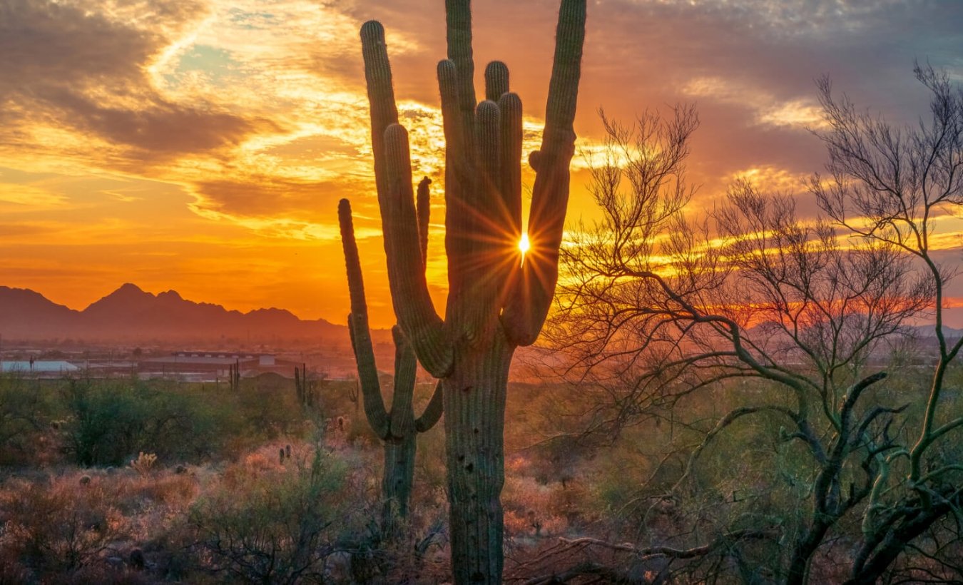 Image of a cactus