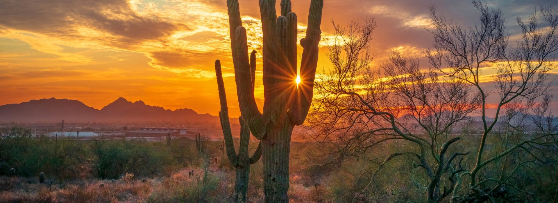 Image of a cactus
