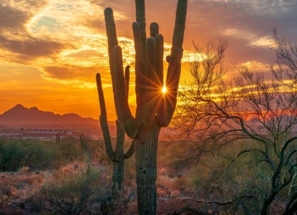 Image of a cactus