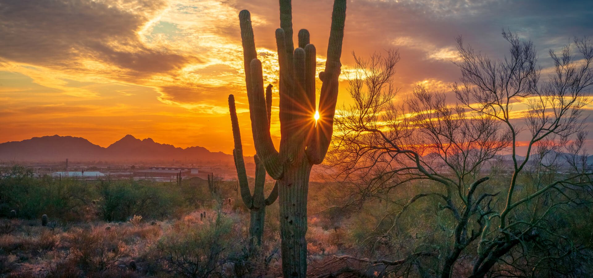 Image of a cactus