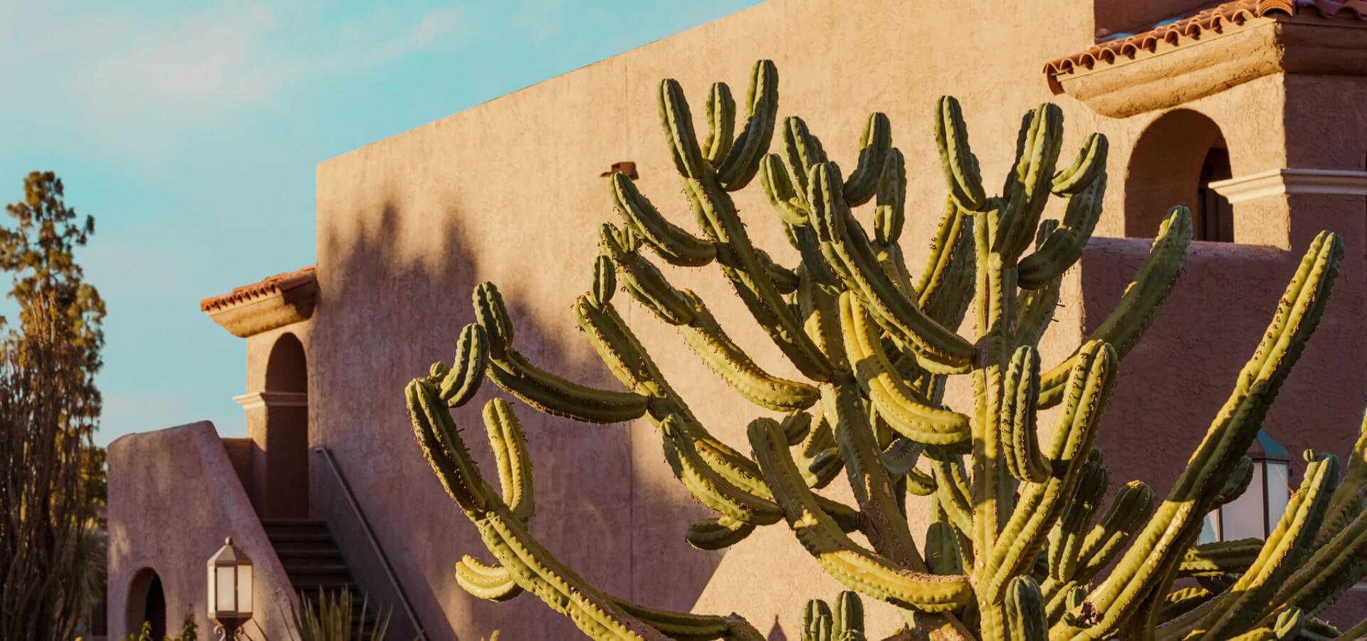 image of a cactus