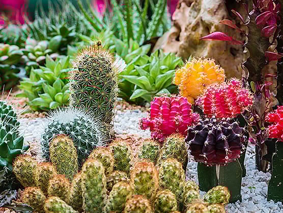 Experience Scottsdale 1