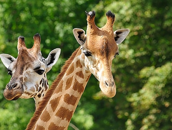 Experience Scottsdale 11