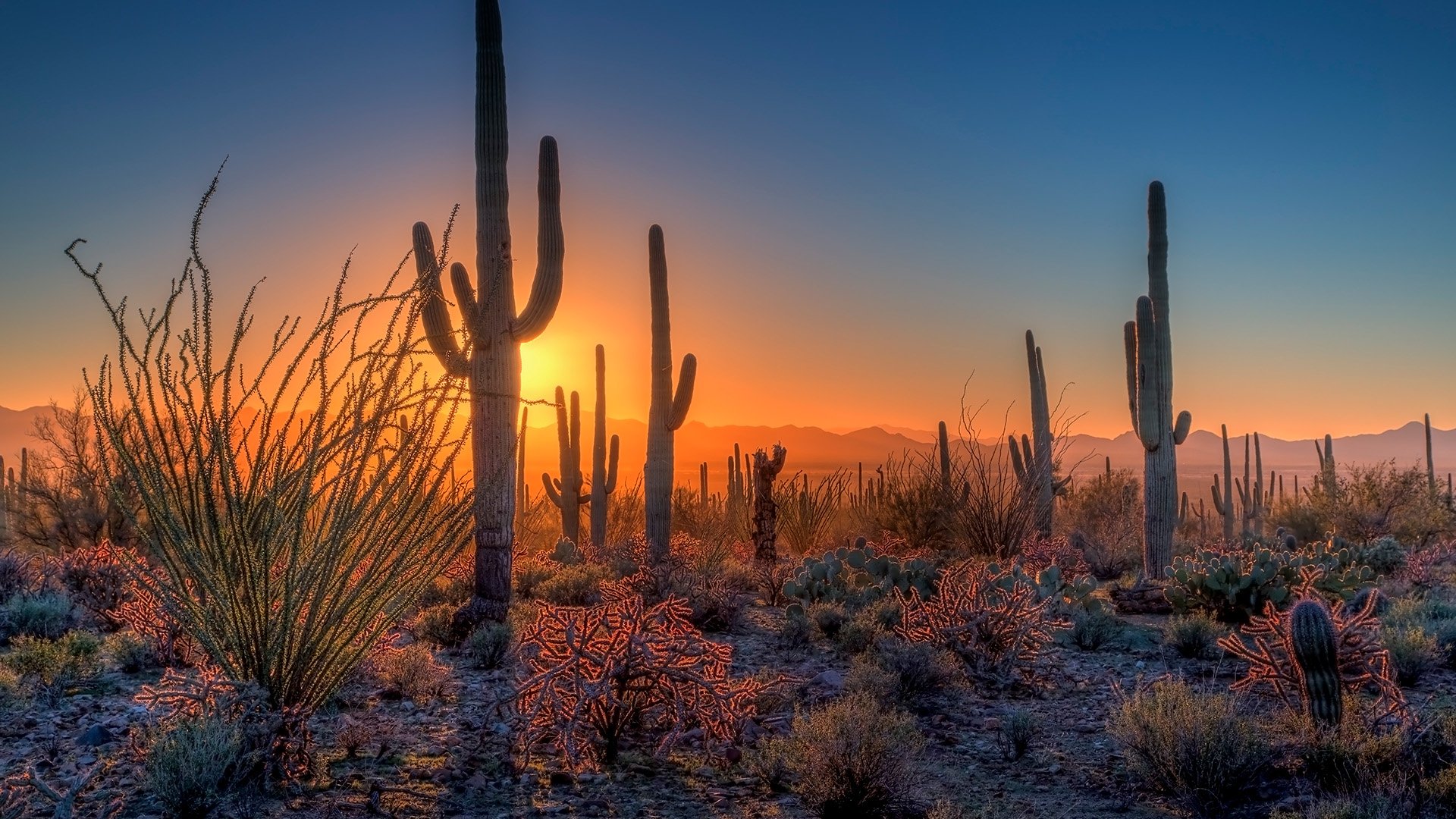 Image of the desert at night