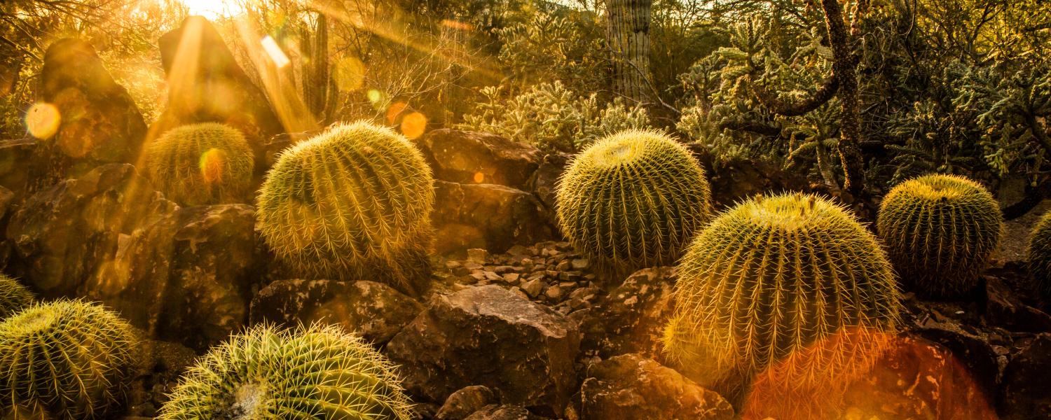Sonoran Cactus